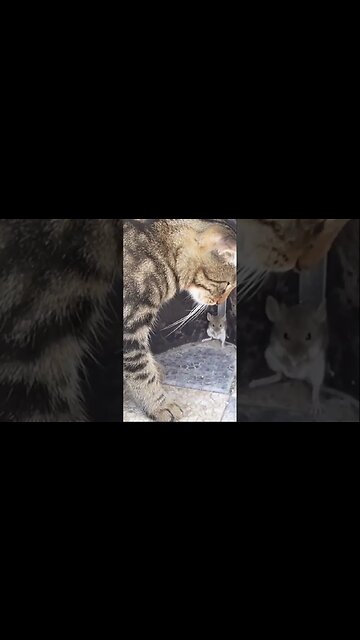 Кот взял мышь в плен