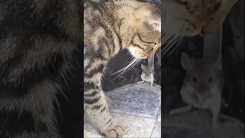 Кот взял мышь в плен