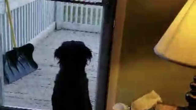 Dog reaction everytime he saw his bestfriends