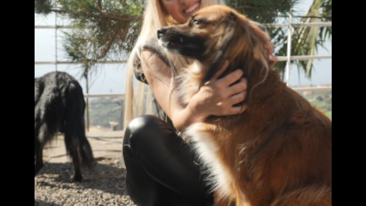 A Smiling Girl Is Petting Dogs