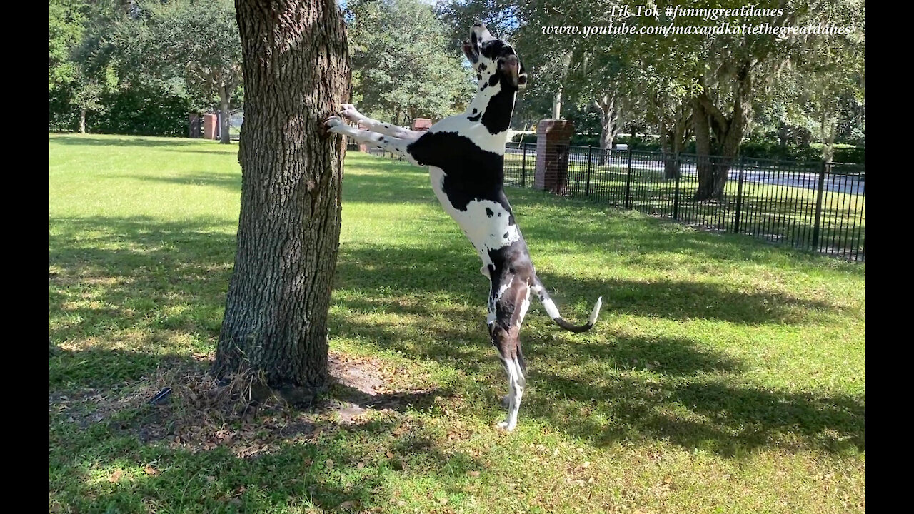 Bouncing Great Dane Wants To Climb A Tree To Meet A New Furry Friend