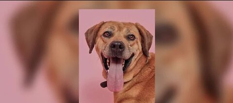 Pet of the Week Dec. 8th