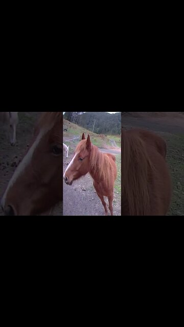 Beautiful guy fawkes brumbies