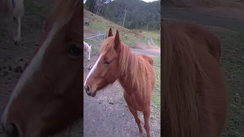 Beautiful guy fawkes brumbies