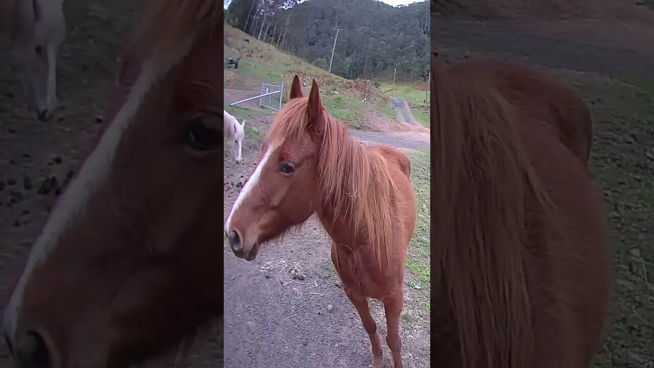 Beautiful guy fawkes brumbies