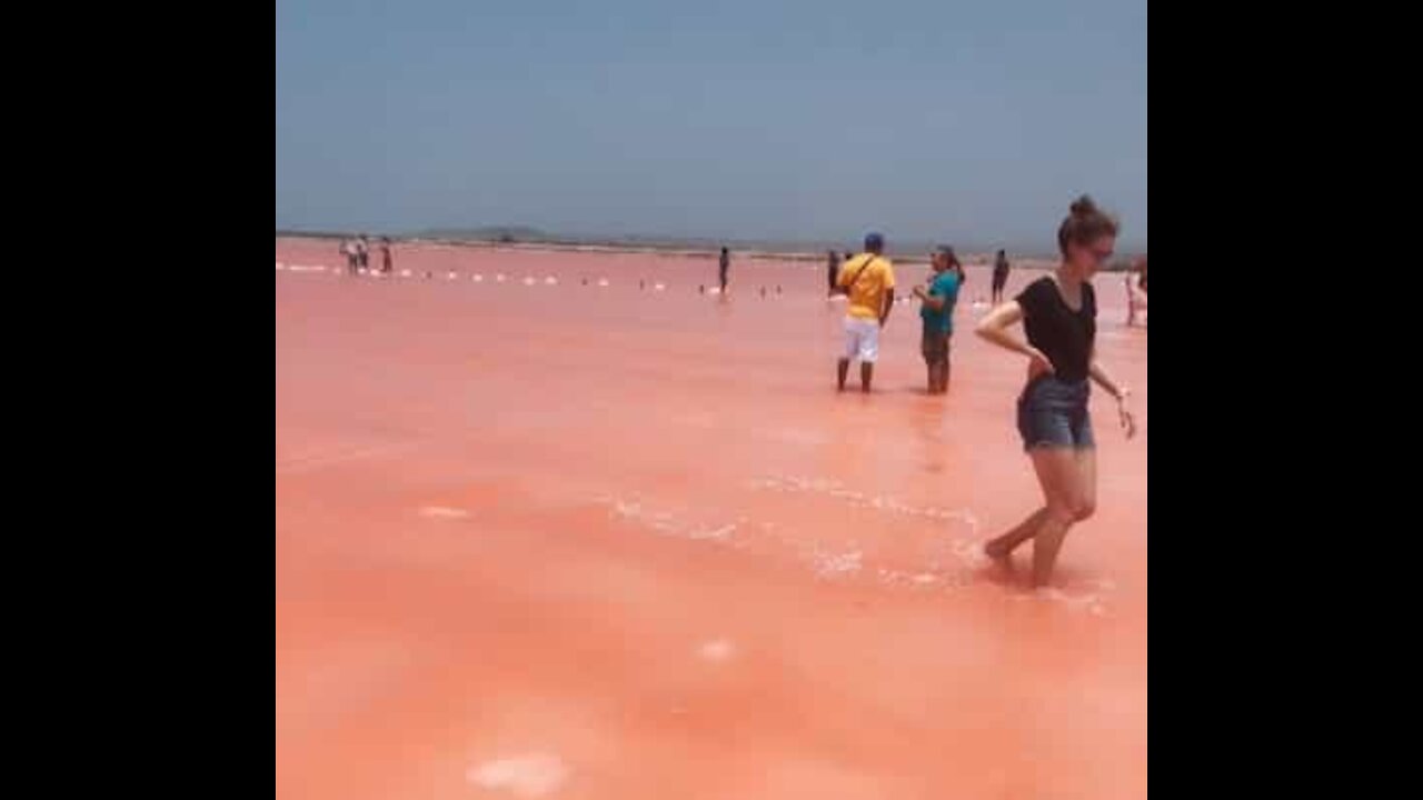 Des touristes subjugués par la "mer rose" de Colombie