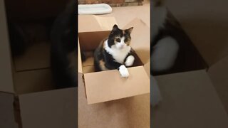 Cat in Box