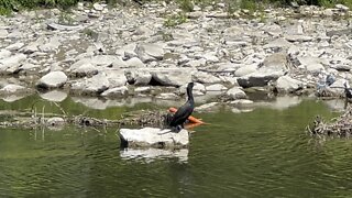 Cormorant sun tanning 😊