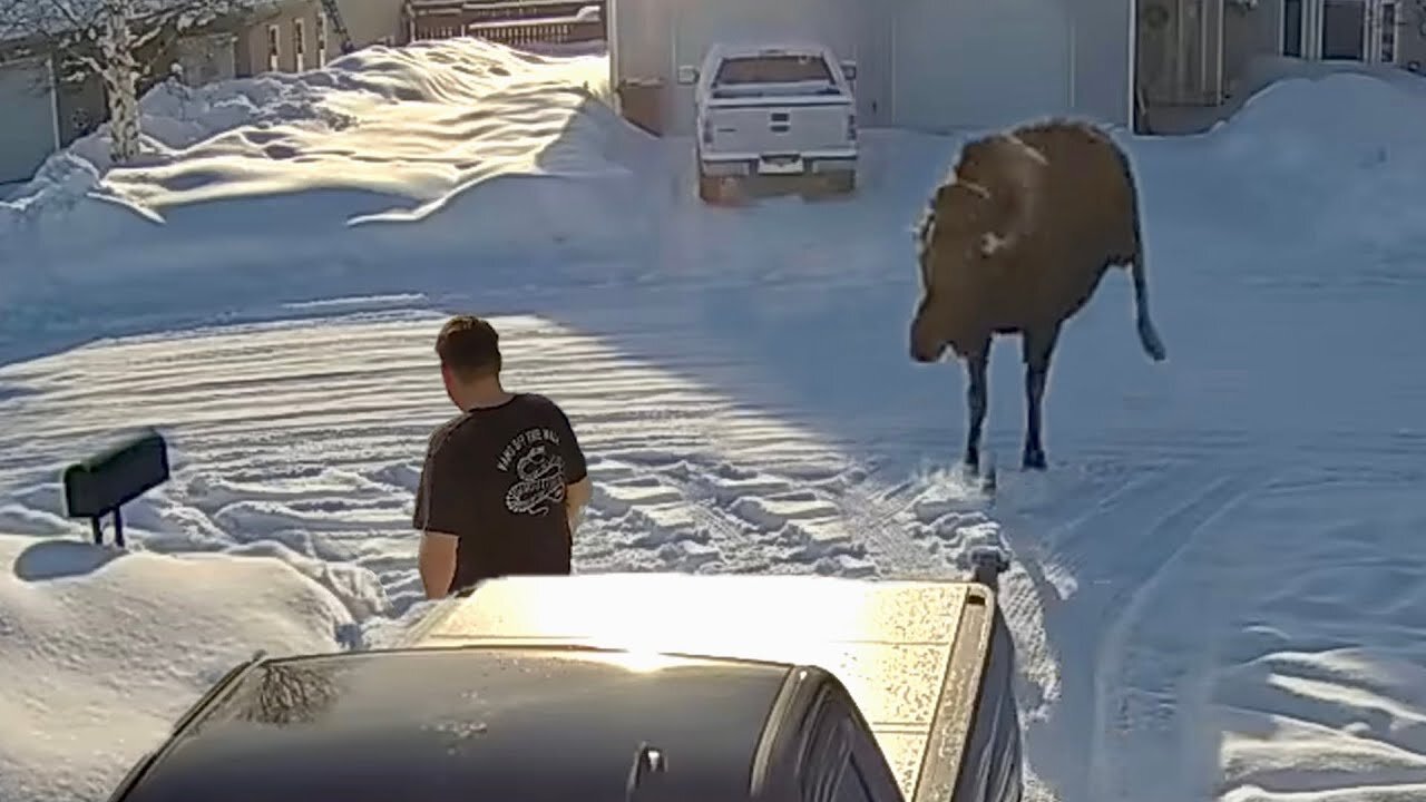 He Didn't See the Moose Coming