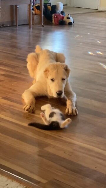 The dog with the cat in a delightful moment