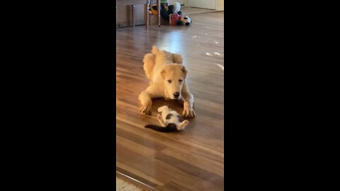 The dog with the cat in a delightful moment