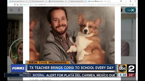Teacher brings corgi to school every day