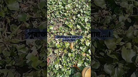 পুরাতন কৈ মাছ ধরলাম....I caught fish