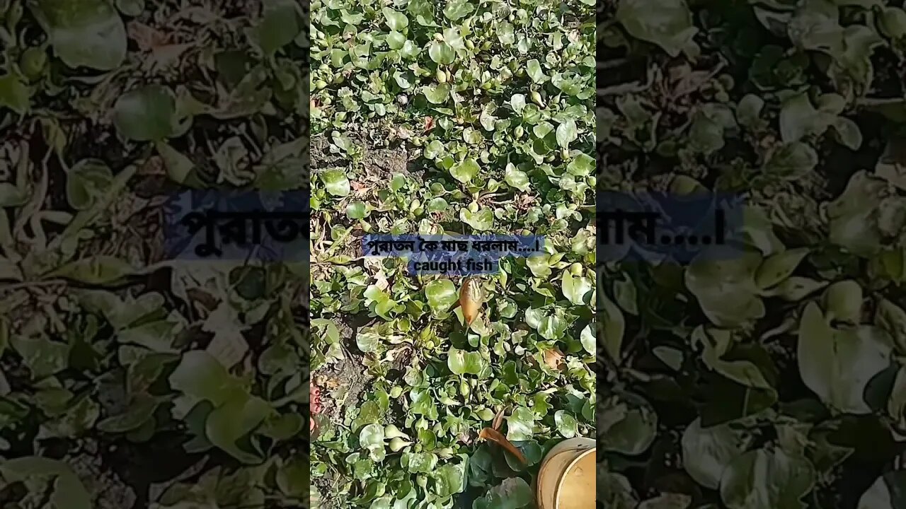 পুরাতন কৈ মাছ ধরলাম....I caught fish