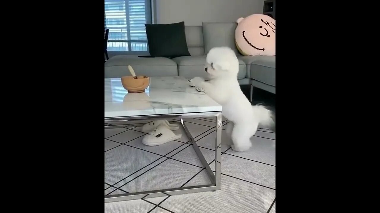 A dog who needs help