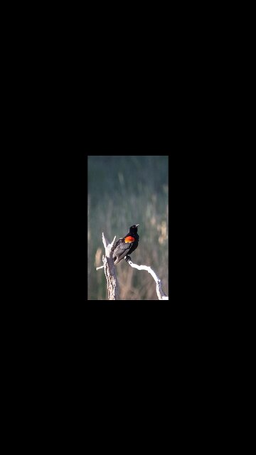 Red Winged Black Bird