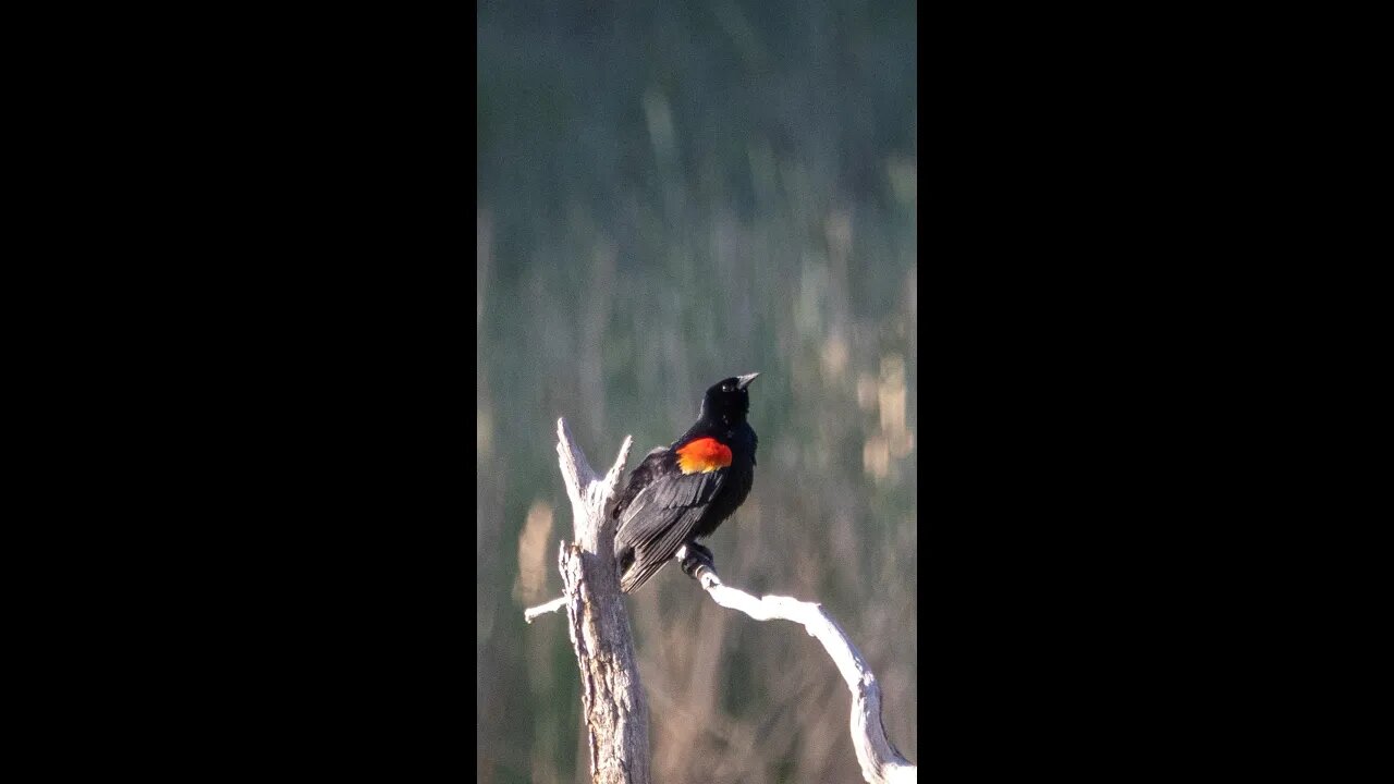 Red Winged Black Bird