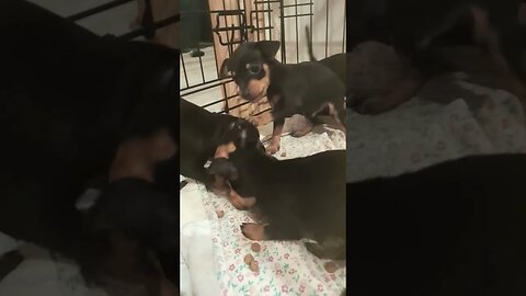 miniature pinscher puppies feeding