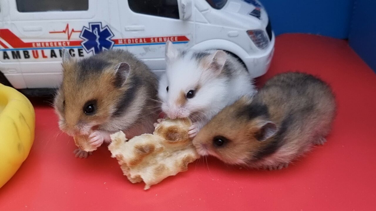 Cute baby hamster 🐹 lovely baby hamsters 🐹 hamster foods