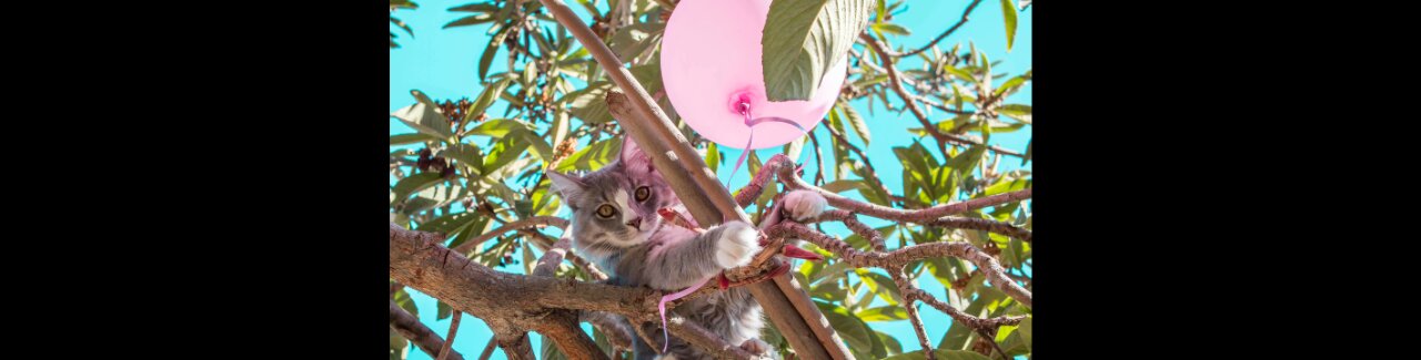 😍Watch This Cute Pets & Funny Animals Doing Crazy Things. Really Funny🤣