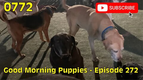 [0772] GOOD MORNING PUPPIES - EPISODE 272 [#dogs #doggos #doggies #puppies #dogdaycare]