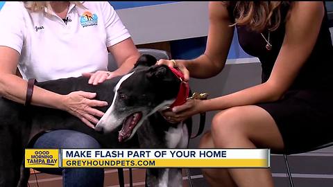 Rescues in Action Sept. 16: Flash needs furever home