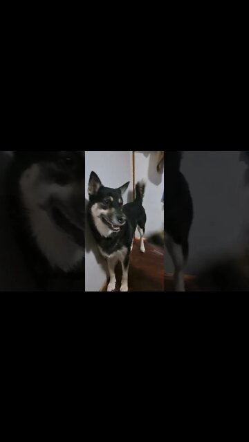 Maple Tries To Get Freyas Attention #shorts #shepsky #doggo