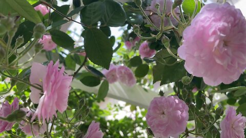 Roses bloom in May 03