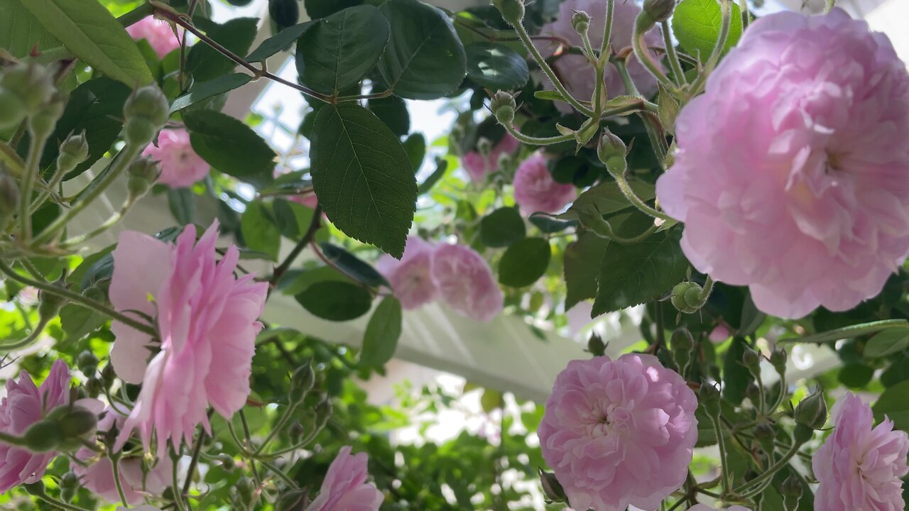 Roses bloom in May 03