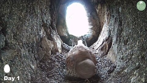 Kestrels Brave it Out After Several Brutal Raids on their Nest by Tawny Owls and a Jackdaw 3