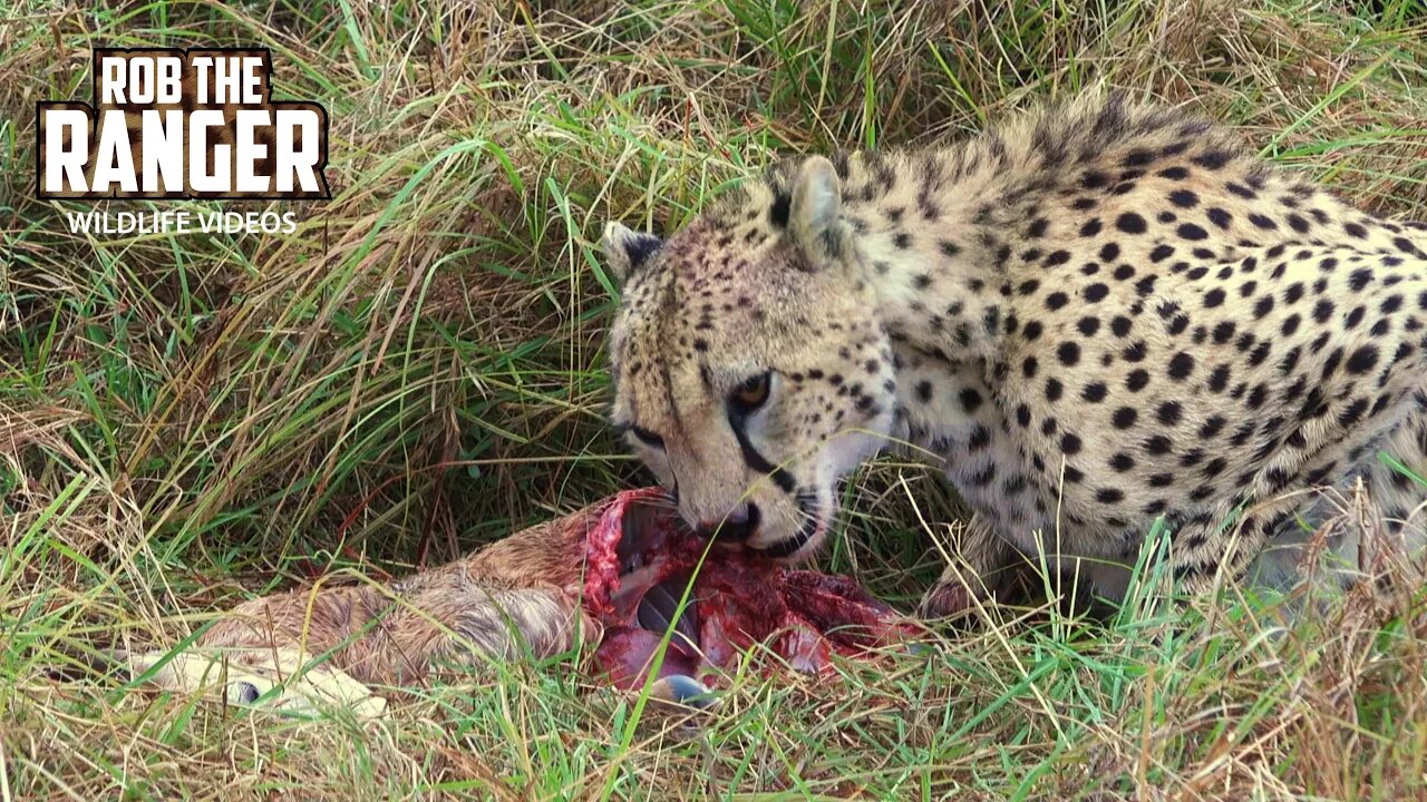 Cheetah Feeding On A Gazelle | Maasai Mara Safari | Zebra Plains