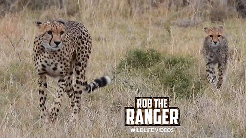 Cheetah And Cub On The Move | Lalashe Maasai Mara Safari