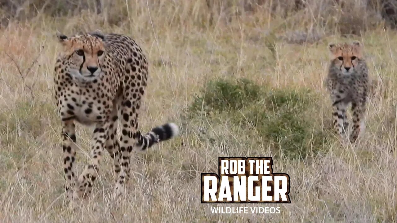 Cheetah And Cub On The Move | Lalashe Maasai Mara Safari