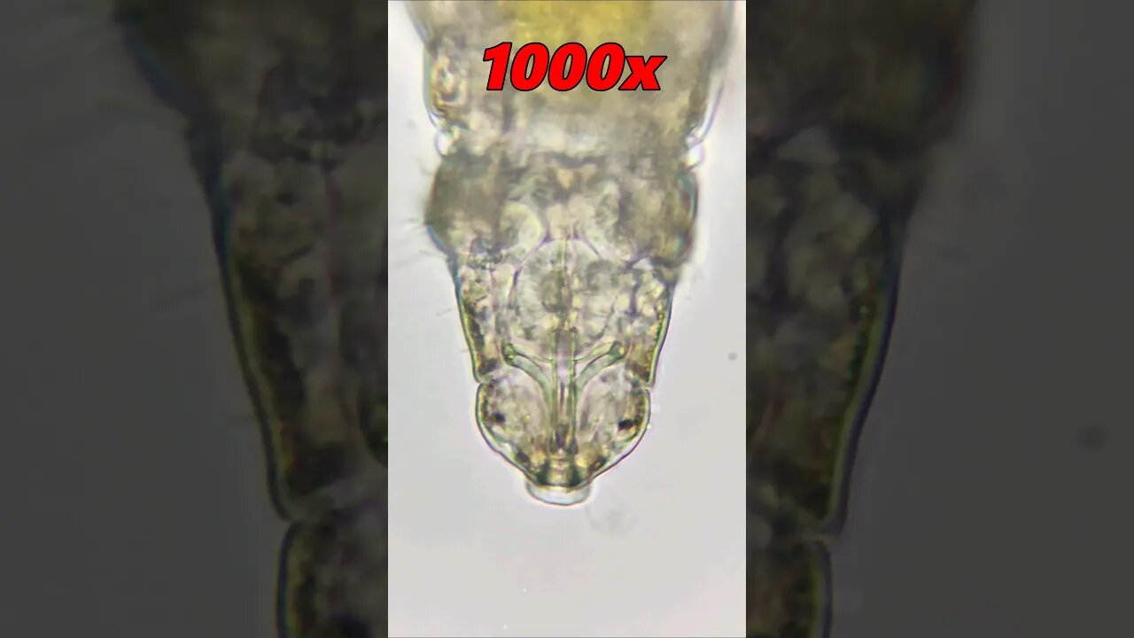 Moss Piglets 1000x magnification #microscope #microbiology #tardigrade #shorts