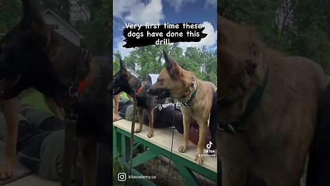 Great stability and obedience exercise. #dogtraining