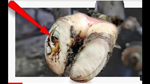 INSTANT RELIEF from HIDDEN CAVITY in COWS HOOF