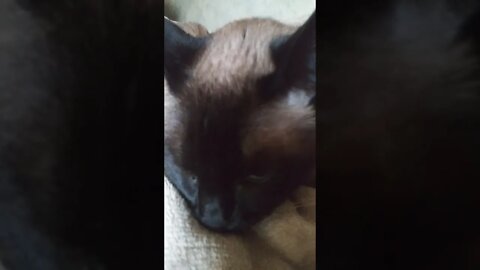 ERNASTINE PURRING
