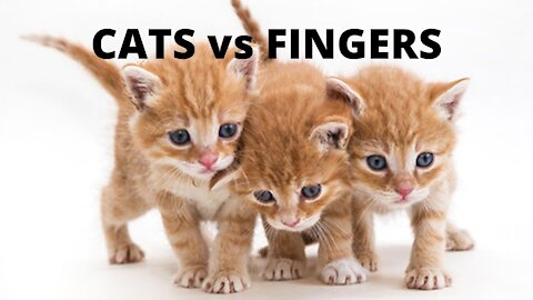 CATS vs FINGERS