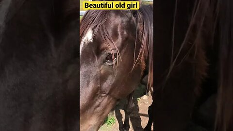 Old horse struggling 🥺 Merry Christmas Cleo