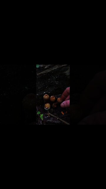 Exploding Puffball Mushroom Spores #shorts