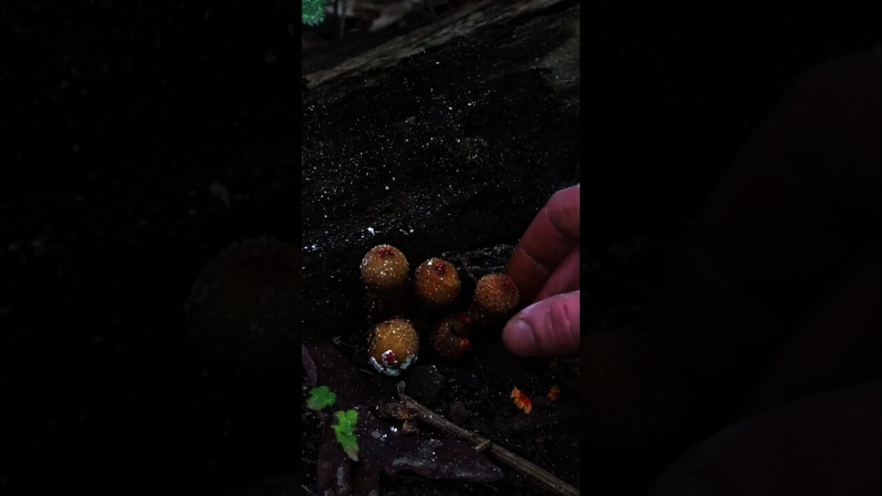 Exploding Puffball Mushroom Spores #shorts