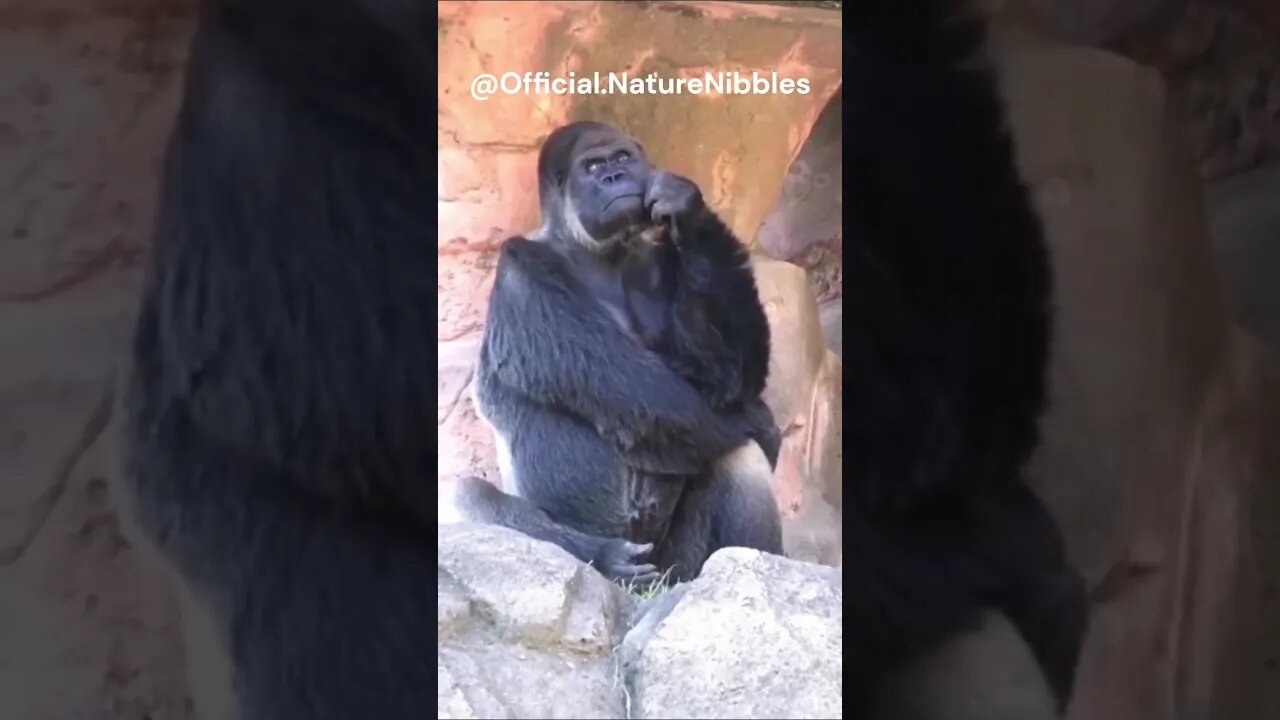 A gorilla deep in his thoughts