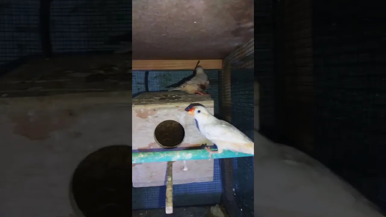 Mutation finches at SNS exotic finches #shorts #youtubeshorts #birdslover