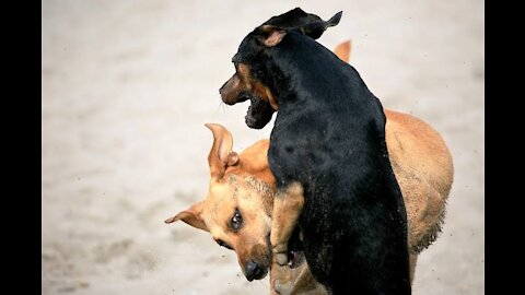 How To Make Dog(s) Be Fully Aggressive With these hack/ trick