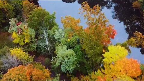 Autumn Trees floating Leaves Changes of the Seasons