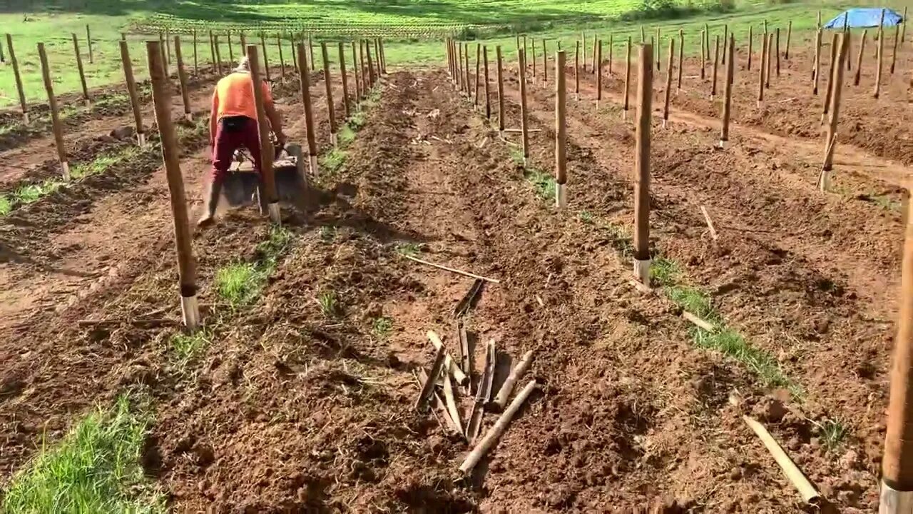 Preparado a terra para o plantio de Pitaya