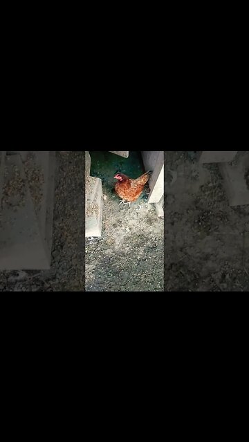 Good morning Rusty P2 and Rhiannon