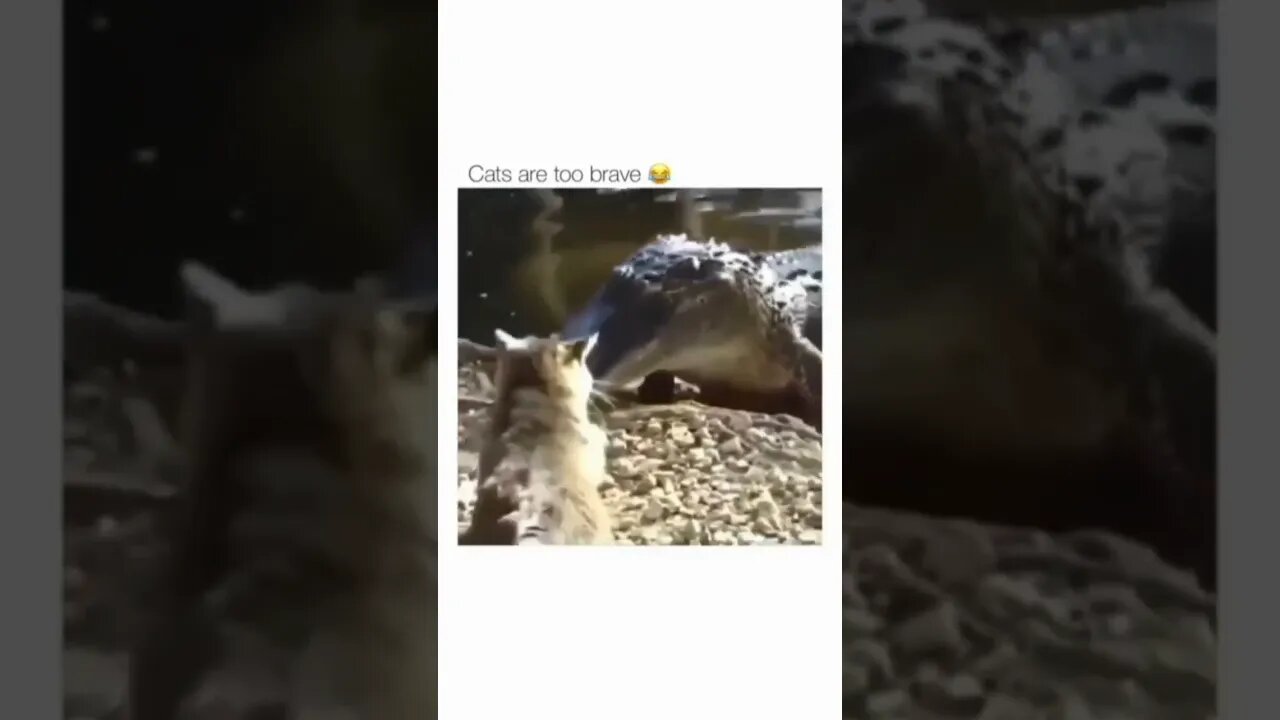 NEVER MESS WITH CATS