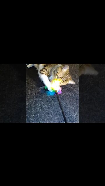 Cat Plays with Feather Wand #shorts