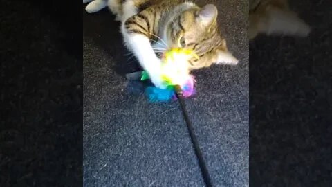 Cat Plays with Feather Wand #shorts